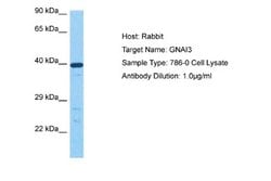 GNAI3 Rabbit anti-Human, Polyclonal, Novus Biologicals 0.1 mL | Buy Online | Novus Biologicals | Fisher Scientific
